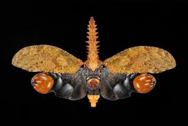 Attēlu rezultāti vaicājumam “Fuligo licentii macro”