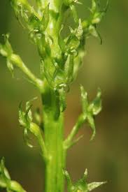 Attēlu rezultāti vaicājumam “Malaxis monophyllos leaf”