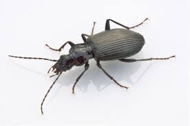 Attēlu rezultāti vaicājumam “Limodromus assimilis”