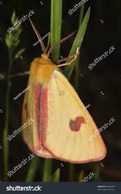 Attēlu rezultāti vaicājumam “Diacrisia sannio male”