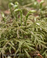 Attēlu rezultāti vaicājumam “Hylocomiastrum umbratum”