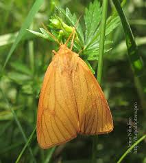 Attēlu rezultāti vaicājumam “Diacrisia sannio male”
