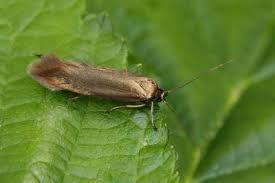 Attēlu rezultāti vaicājumam “Scythrididae”