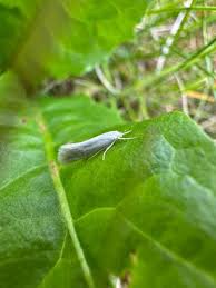 Attēlu rezultāti vaicājumam “Elachista argentella”