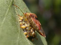 Attēlu rezultāti vaicājumam “Elasmucha grisea imago”