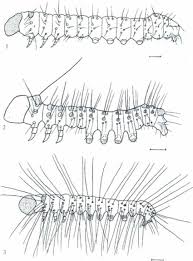 Attēlu rezultāti vaicājumam “Pheosia gnoma male”