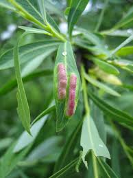 Attēlu rezultāti vaicājumam “Salix purpurea leaf”