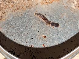 Attēlu rezultāti vaicājumam “Epirranthis diversata”