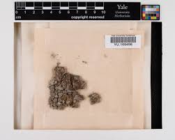 Attēlu rezultāti vaicājumam “Cephaloziella hampeana”