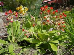 Attēlu rezultāti vaicājumam “Primula veris flower”