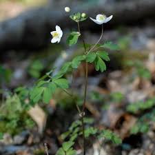 Attēlu rezultāti vaicājumam “Isopyrum thalictroides leaf”