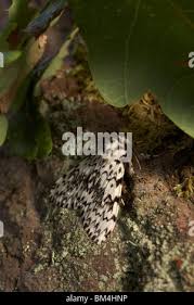 Attēlu rezultāti vaicājumam “Lymantria monacha imago”