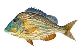 Image result for Calamus nodosus