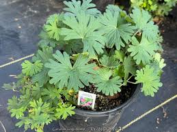 Attēlu rezultāti vaicājumam “Geranium sanguineum leaf”