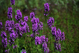 Attēlu rezultāti vaicājumam “Stachys officinalis flower”