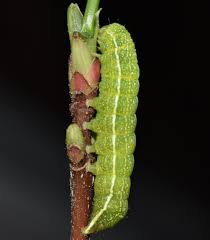 Attēlu rezultāti vaicājumam “Orthosia sp.”