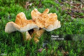 Attēlu rezultāti vaicājumam “Hydnum repandum”