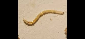 Attēlu rezultāti vaicājumam “Therevidae larva”