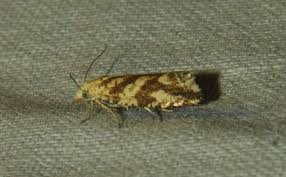 Attēlu rezultāti vaicājumam “Thiodia citrana”