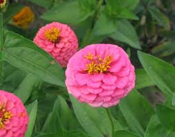 Image result for Zinnia violacea