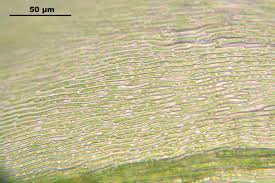 Attēlu rezultāti vaicājumam “Eurhynchiastrum pulchellum”