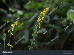 Attēlu rezultāti vaicājumam “Agrimonia pilosa flower”
