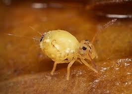 Attēlu rezultāti vaicājumam “Collembola”