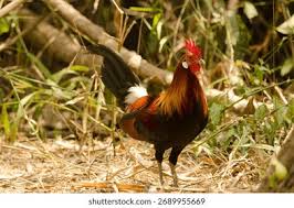 Attēlu rezultāti vaicājumam “Gallus male”