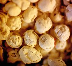 Attēlu rezultāti vaicājumam “Diderma cingulatum”