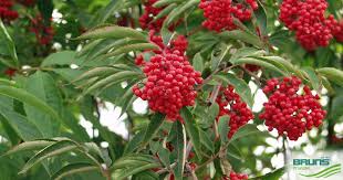 Attēlu rezultāti vaicājumam “Sambucus racemosa”