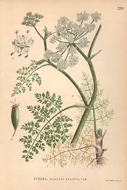 Attēlu rezultāti vaicājumam “Oenanthe aquatica”