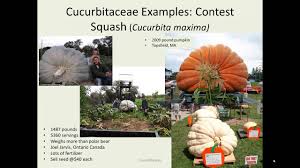 Attēlu rezultāti vaicājumam “Cucurbitaceae”