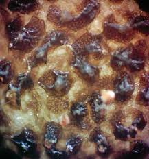 Attēlu rezultāti vaicājumam “Lycogala cf. fossiculatum sessile”