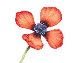 Attēlu rezultāti vaicājumam “Papaver argemone flower”