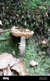 Attēlu rezultāti vaicājumam “Clavulinopsis cinerioides”