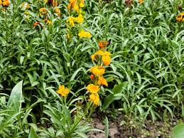 Image result for Cheiranthus cheiri