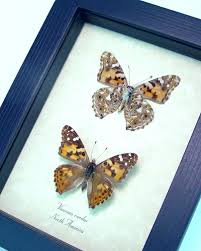 Attēlu rezultāti vaicājumam “Vanessa cardui underside”