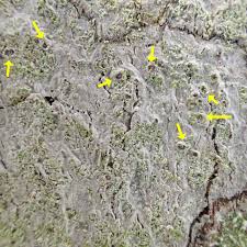 Attēlu rezultāti vaicājumam “Phlyctis agelaea”