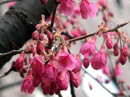 Image result for 緋寒桜