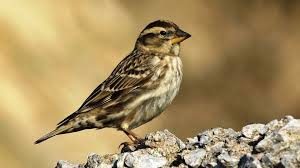 Image result for Petronia petronia