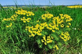 Image result for Wolfsmilch