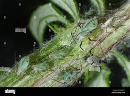 Attēlu rezultāti vaicājumam “Macrosiphoniella millefolii”