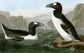 Image result for Pinguinus impennis