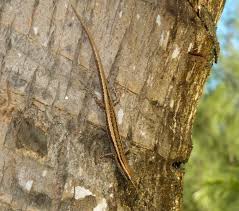 Attēlu rezultāti vaicājumam “Lycogala persicum sessile”