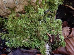 Attēlu rezultāti vaicājumam “Brachytheciastrum velutinum sporophyte”