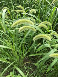 Attēlu rezultāti vaicājumam “Setaria italica”