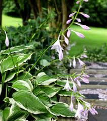 Image result for Hosta fortunei albomarginata