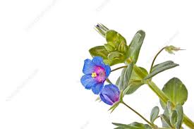 Image result for Anagallis arvensis