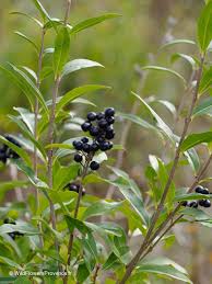 Attēlu rezultāti vaicājumam “Ligustrum vulgare”