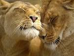 1600x1200 Lion affection desktop wallpapers and stock photos